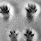Image for article titled What Animal Tracks Mean For You
